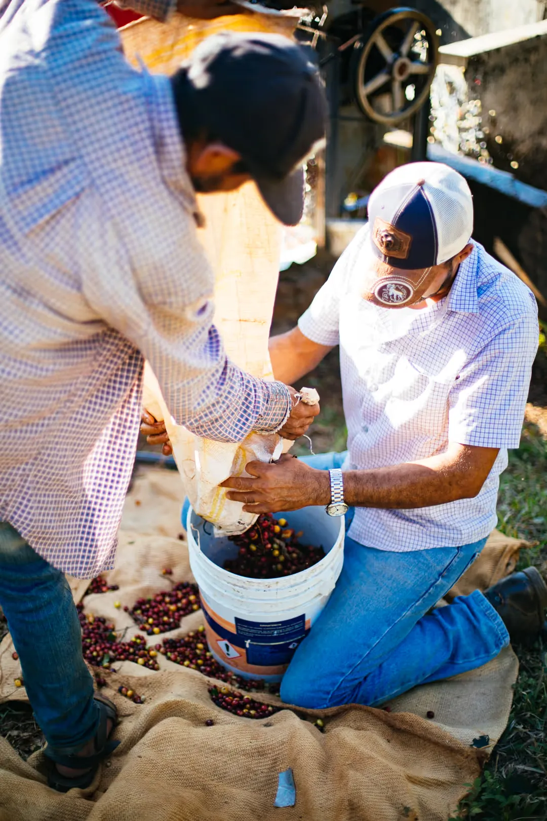Dos hombres despulpando café a mano en una cubeta, al aire libre, durante la cosecha.