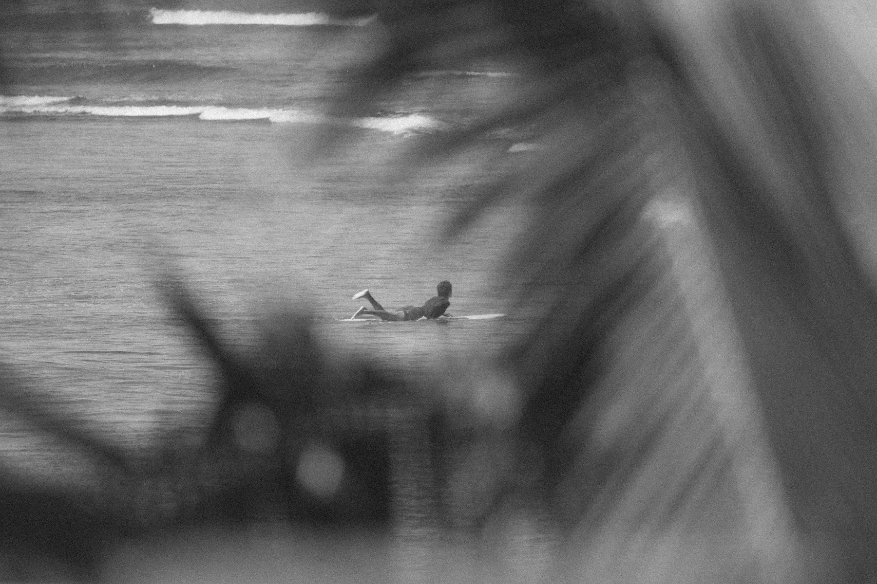 Fotografía en blanco y negro de un surfista sentado en su tabla, enmarcado por sombras de hojas de palma.